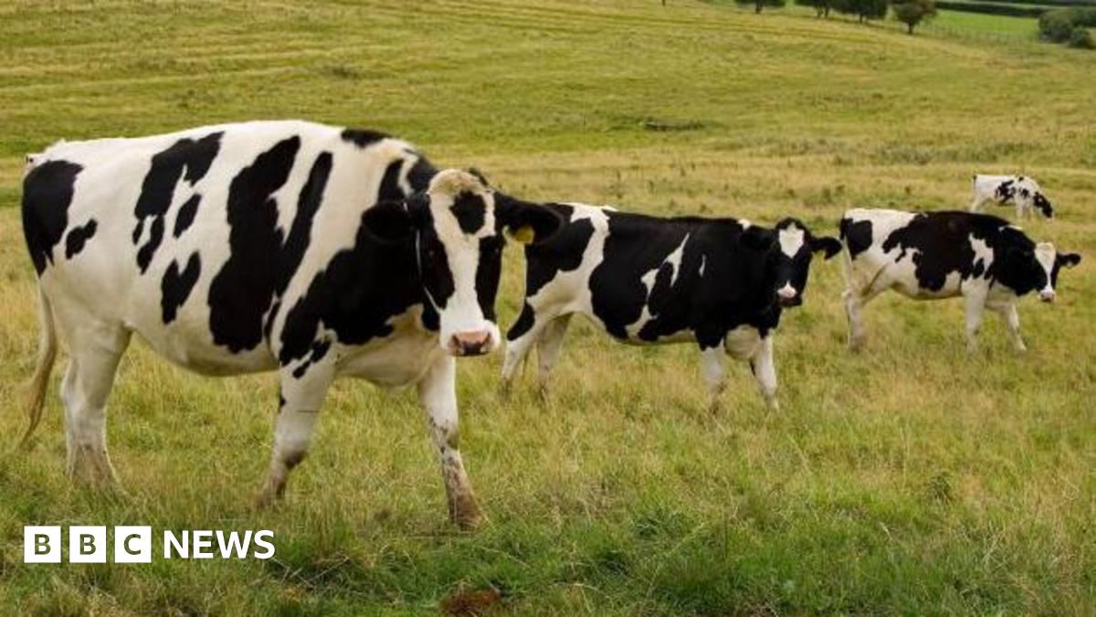 Four black and white Fresian cows in a field