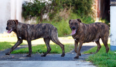 SunLive - Roaming dog reports rise 80% in district