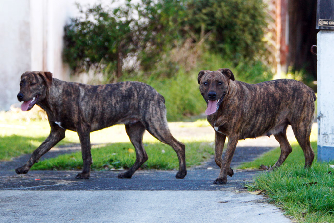 SunLive - Roaming dog reports rise 80% in district