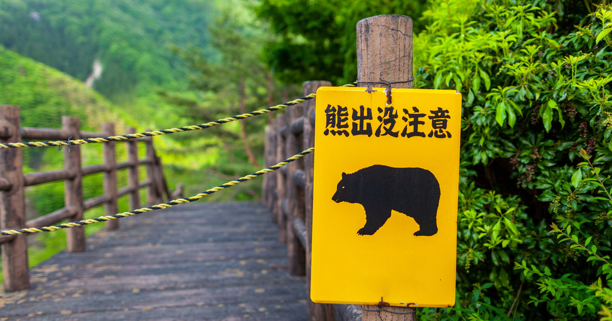 How Japan is fighting back against a surge of bear attacks