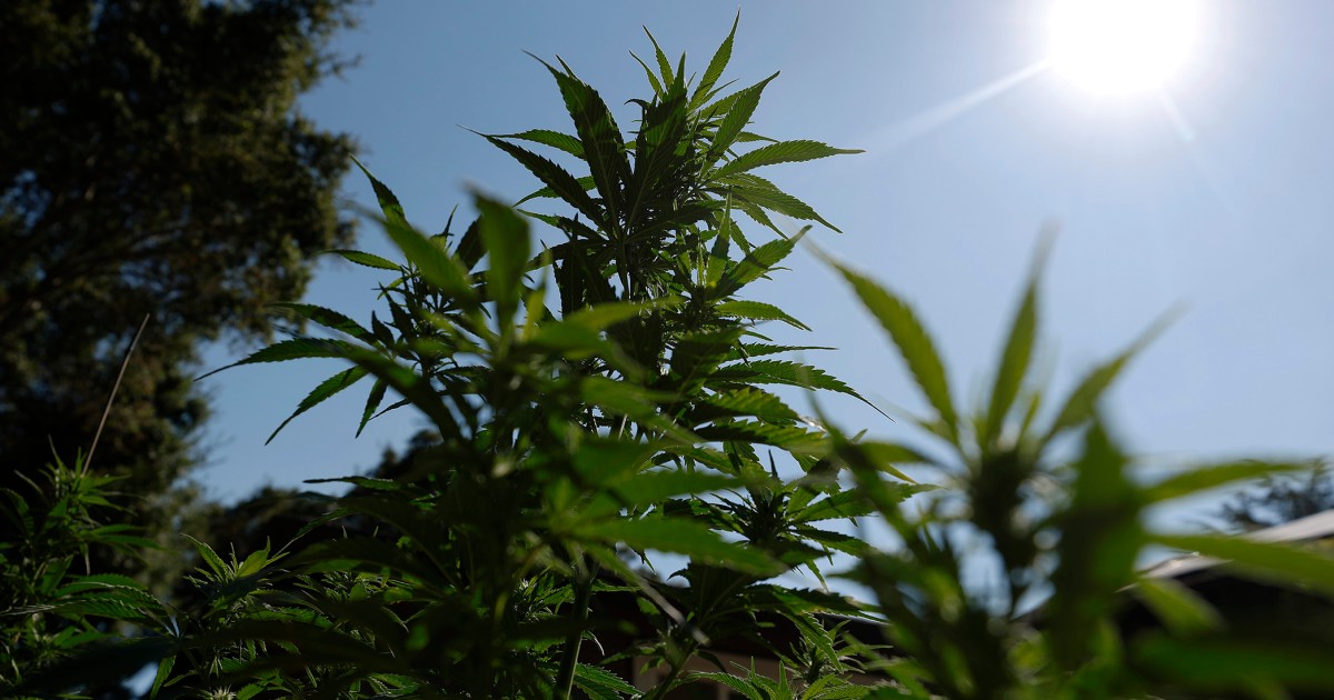 Cannabis reclassification could end dispensaries' financial exile