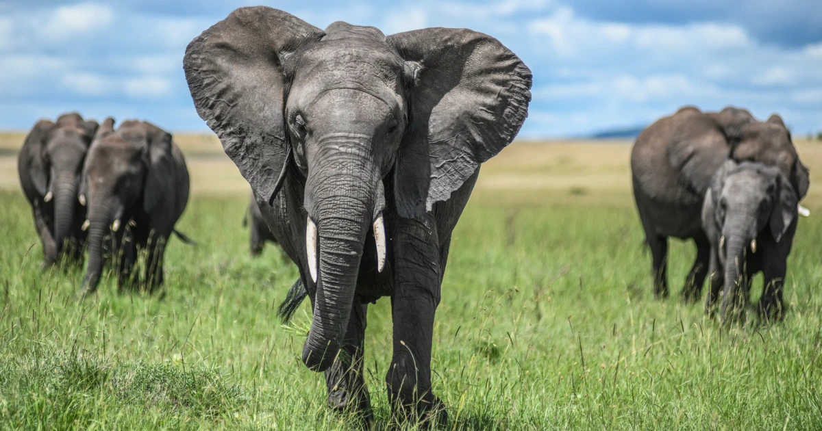 Kenyans protest after roaming elephants kill 4 people in a week