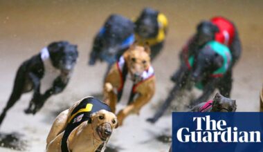 Retired greyhounds to continue to be rehomed overseas despite ‘distressing and sometimes fatal’ outcomes | Greyhound racing