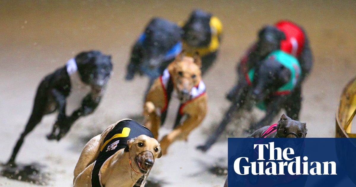 Retired greyhounds to continue to be rehomed overseas despite ‘distressing and sometimes fatal’ outcomes | Greyhound racing