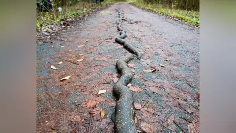 Rob Ainsley A bike path in late autumn where tarmac has been pushed up, creating a raised, twisting ridge along the centre of the trail. Fallen leaves cover the ground, and bare trees line the path.