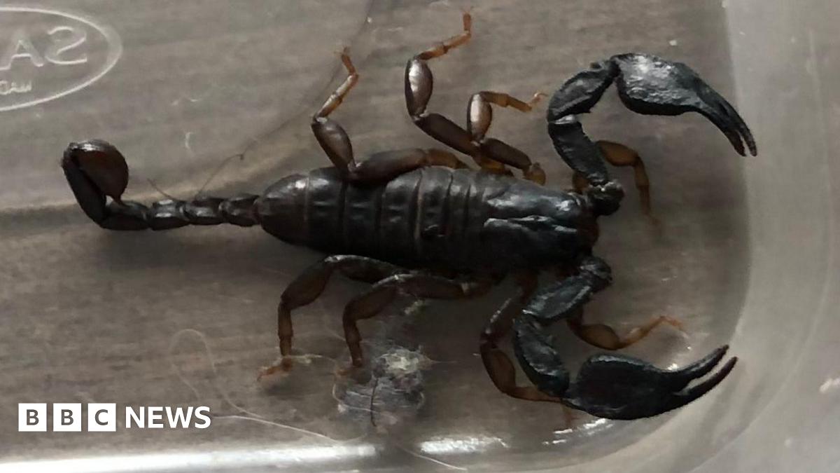 A black scorpion in a plastic tupperware container