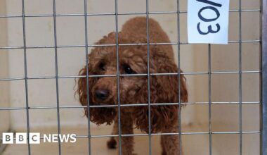 Seventy-one dogs and pupies saved from Bury 'illegal puppy trade'