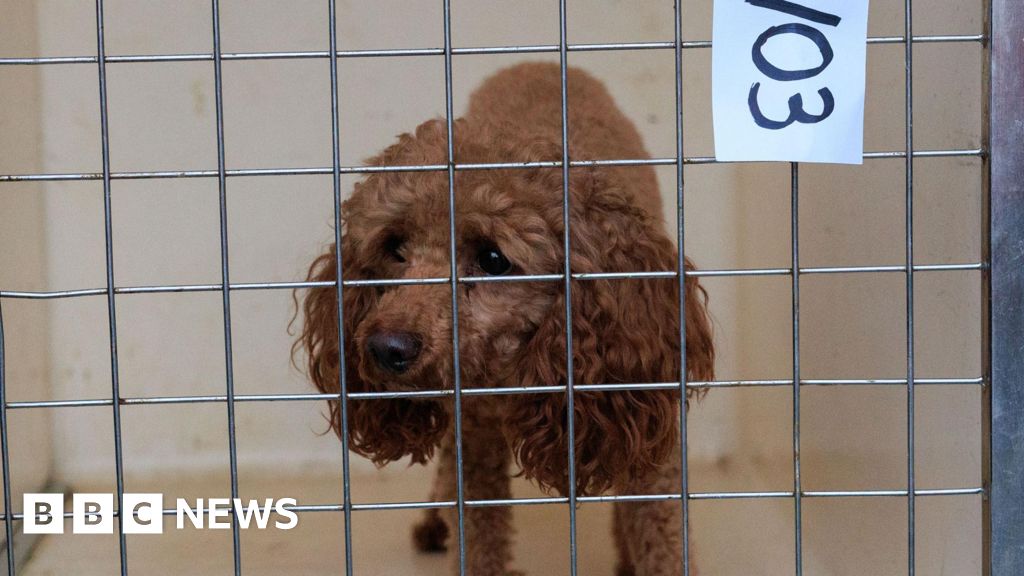 Seventy-one dogs and pupies saved from Bury 'illegal puppy trade'