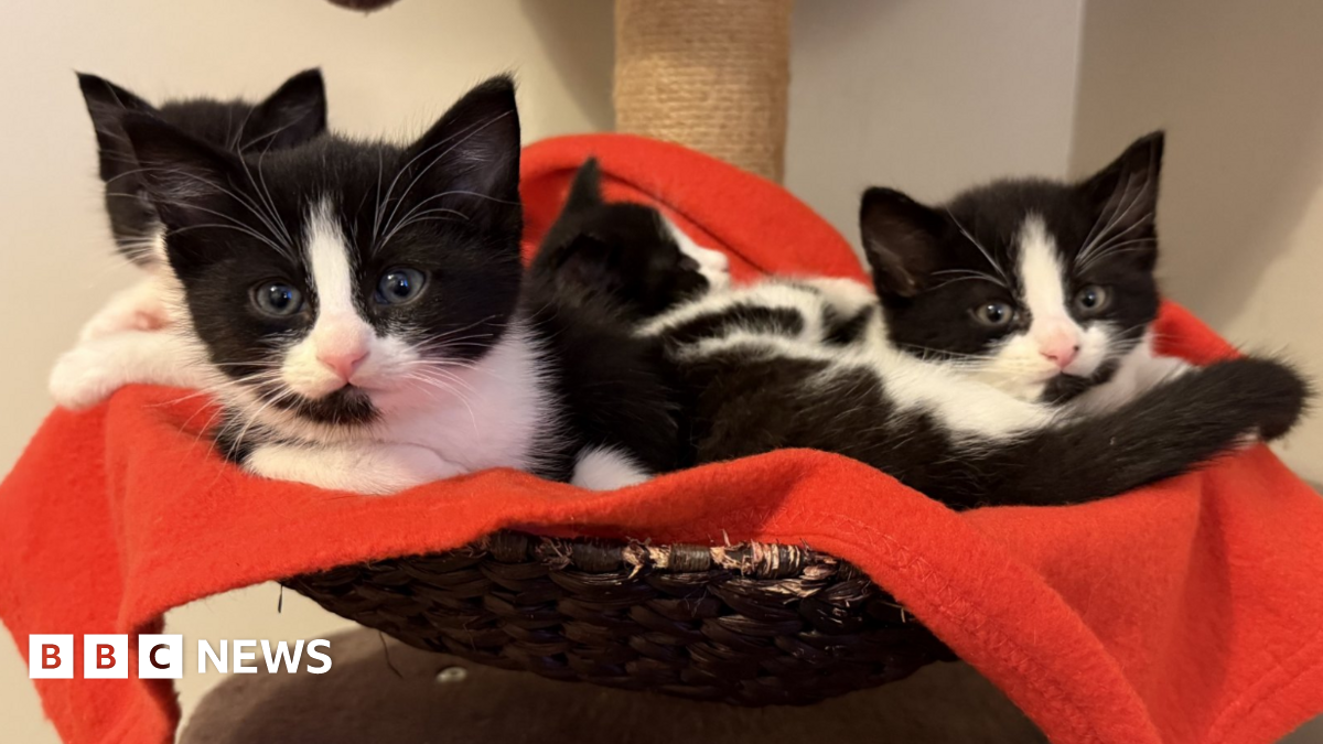 A basket of black and white kittens