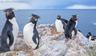 Rockhopper secures funding for stake in Falklands oil field project