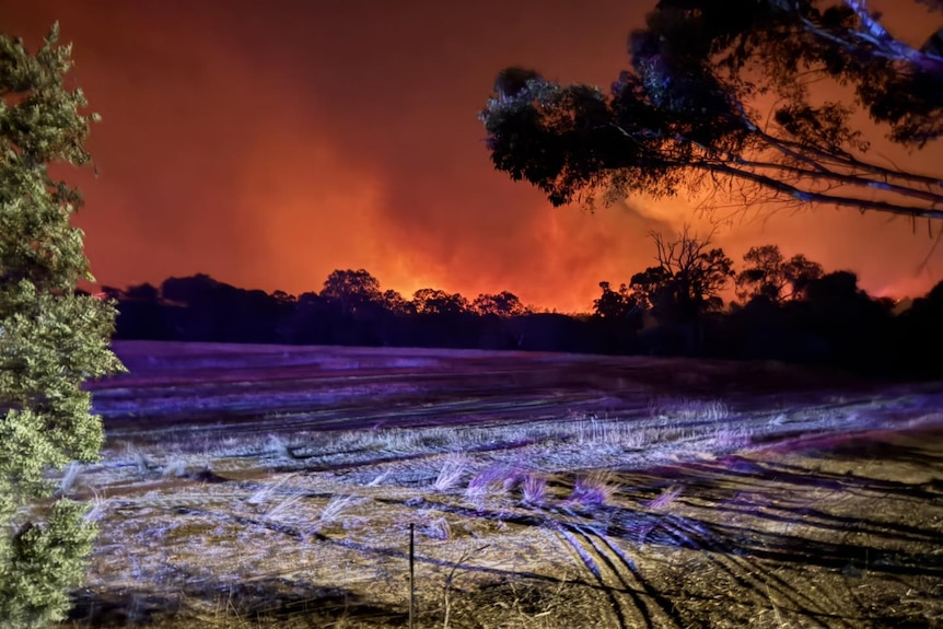 A red haze of smoke and fire in the background of a paddock.