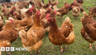 Protection areas in place following bird flu outbreaks