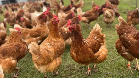 BBC Chickens outside on a farm