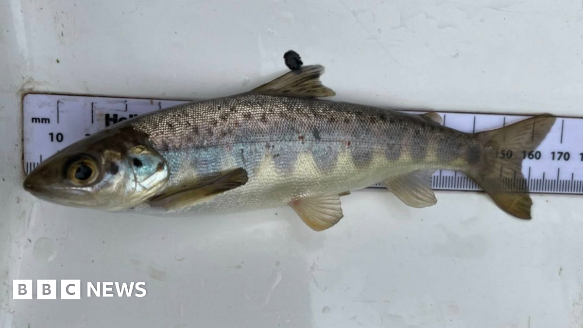 Photograph of a young salmon which was found in the River Goyt in Stockport. The fish is shown beside a ruler to indicate its size.