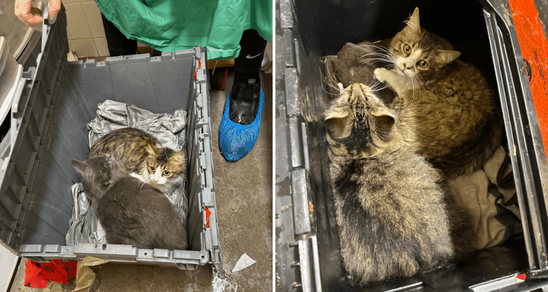 Unprecedented case - 32 cats left at gate of BC SPCA animal centre