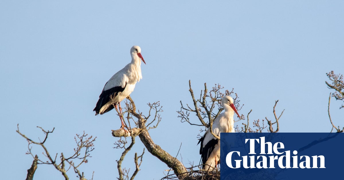 White storks to make historic return to London in 2026 | Conservation