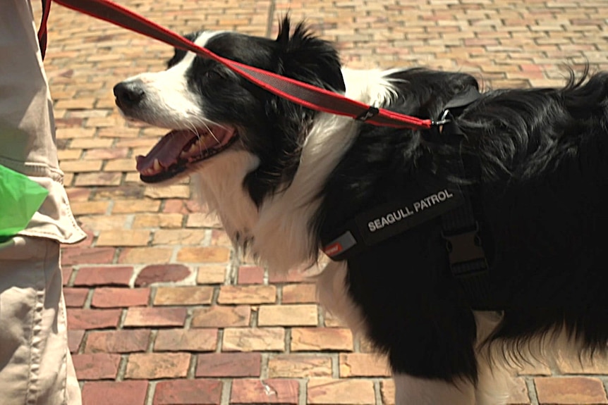 A dog in a harness