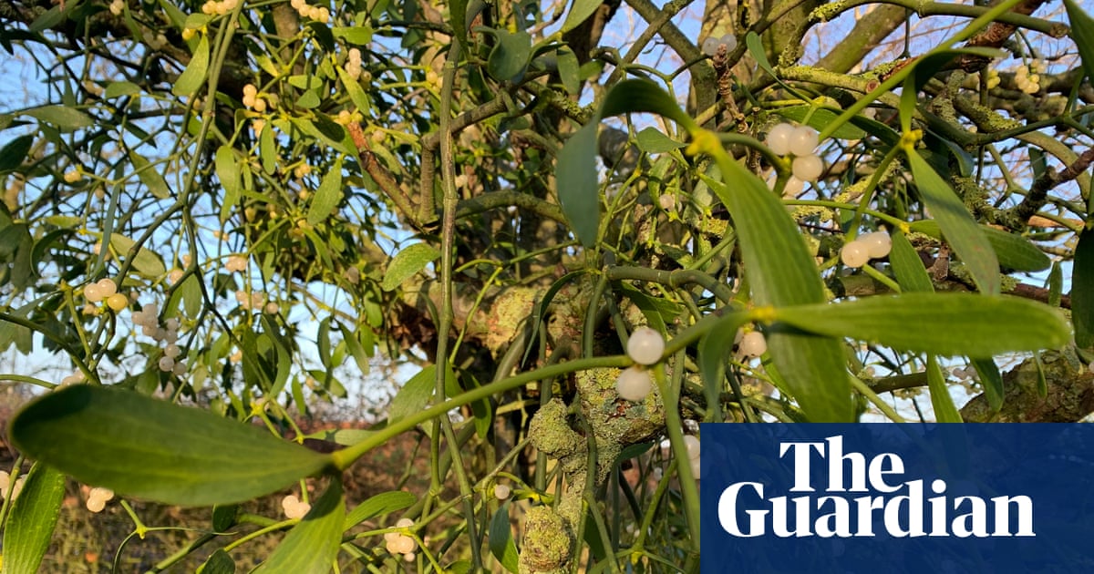 Country diary: There’s more to mistletoe than Christmas kisses | Plants