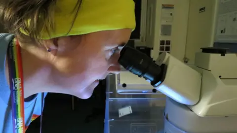 James Gallagher Scientist Prof Tara Spires-Jones stares down the black eye piece of a microscope. She is wearing a yellow hair band to keep her hair pinned back. She's wearing a blue T-shirt with a rainbow lanyard.