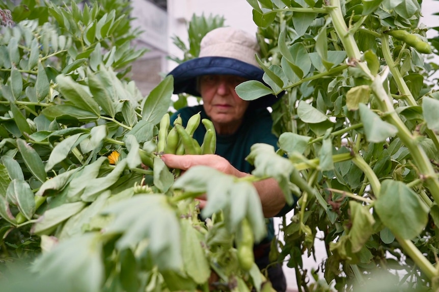 The camera peers through foliage to find a woman in a floppy hat picking beans from a healthy crop.