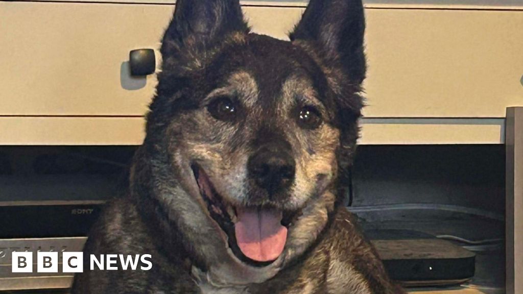 Cornwall dog Lulu finds forever home after 795 days in kennels