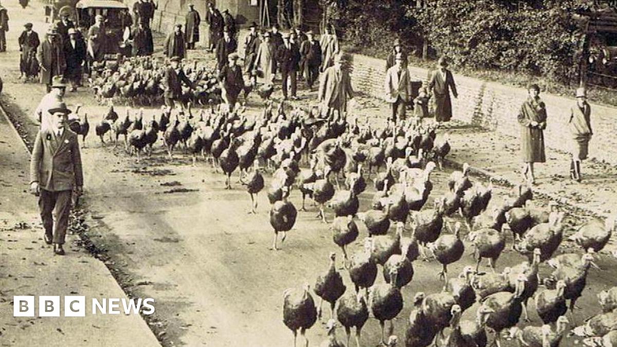 A sepia photo of some 200 turkeys walking along a road. Two herders or drovers wearing flat caps, are inbetween the turkeys. The street is a busy one with several people in formal hats, suits and coats are walking on pavements either side of the road. A child being pushed in a pram is peering out at the birds. A car can be seen in the background behind the turkeys.