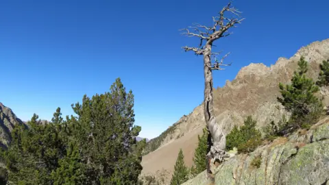 Credit: Ulf Büntgen A stunted tree with bare and stubby branches rises from rocks in a bare rocky valley under a bright blue sky