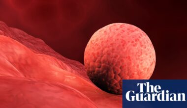Scientists create replica human womb lining and implant early-stage embryos | Reproduction