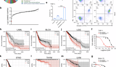 Selective depletion of tumor-associated SAMHD1 enhances chemotherapeutic efficacy and antitumor immune responses