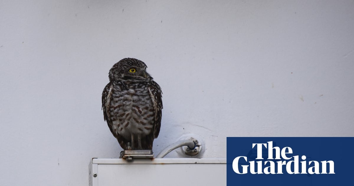 Cruise-ship stowaway owls set for US return after living it up at Spanish resort | US news
