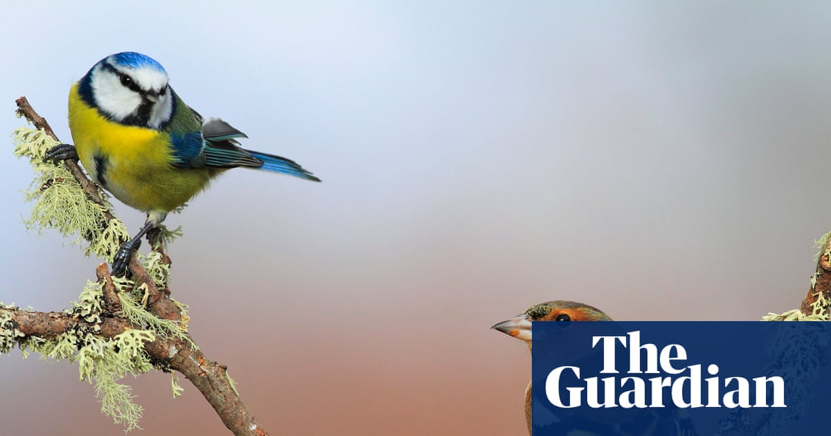 UK’s warmest spring on record led to rise in songbirds breeding, data shows | Birds