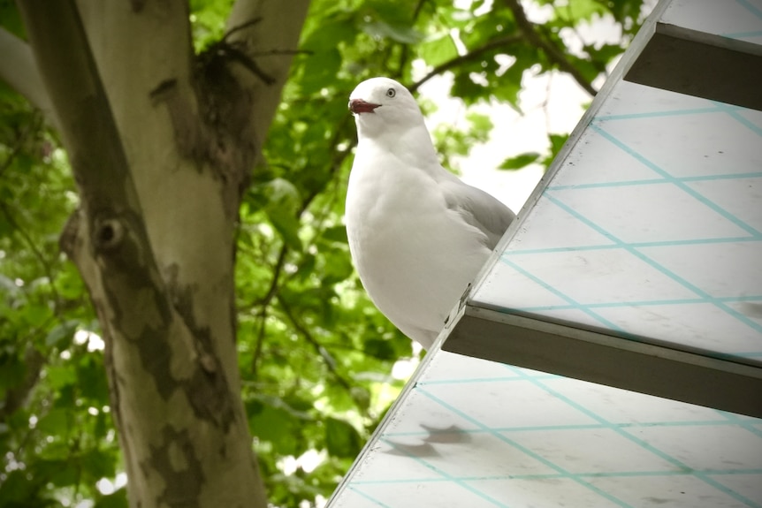 A seagull sits on the edge of a glass shelter under the green leaves of a plane tree.
