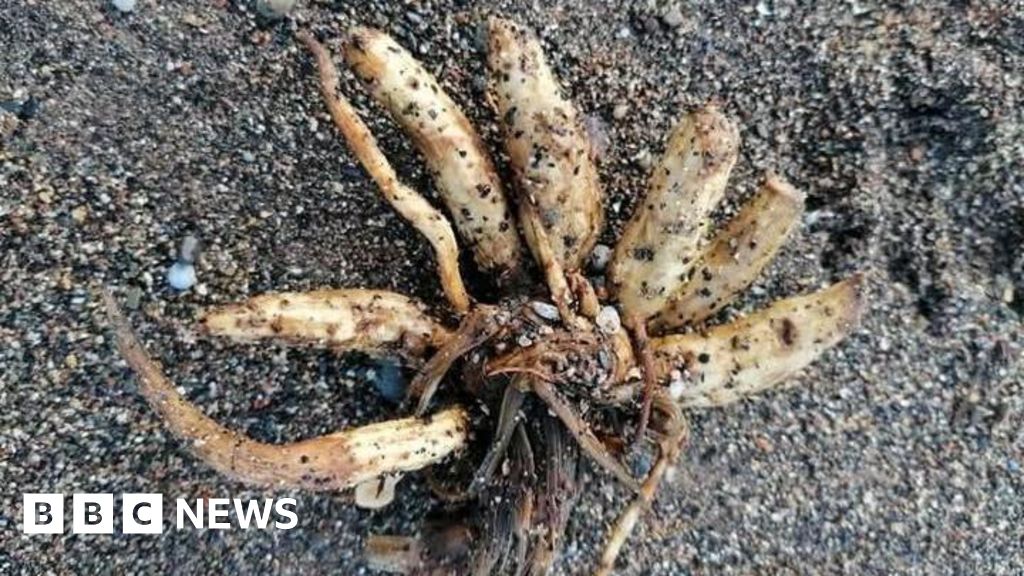 Warning as 'dead man's fingers' washes up in Argyll and Bute