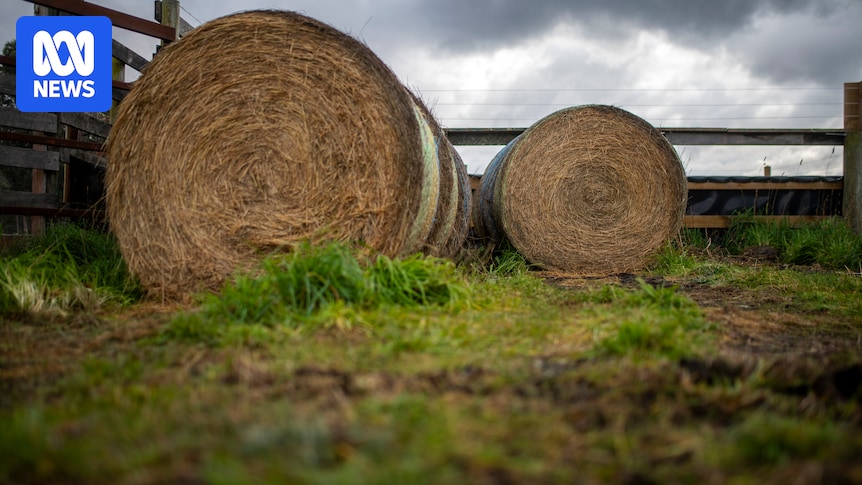 Robert Donald Blackberry jailed after hay bale scam targeting Tasmanian farmers