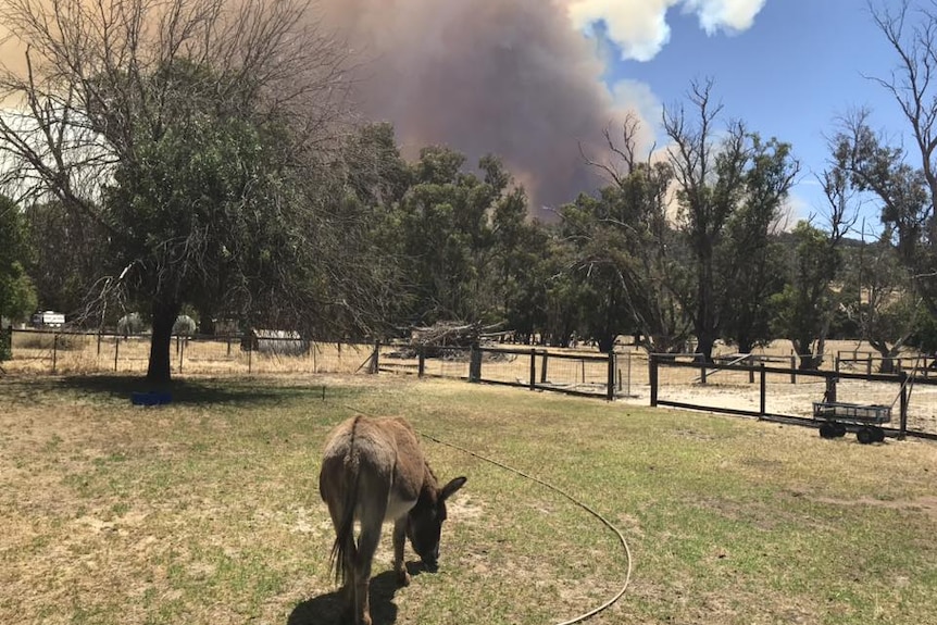 A horse in a paddock with smoke billowing from behind