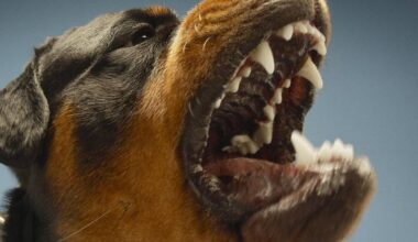 Cork man 'lost it' when wrecking neighbour's car with scaffold bar in row over rottweilers