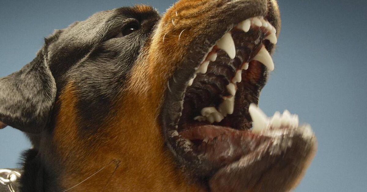 Cork man 'lost it' when wrecking neighbour's car with scaffold bar in row over rottweilers