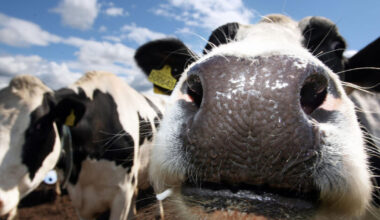 Man arrested after gardaí recover cattle stolen from West Cork farm
