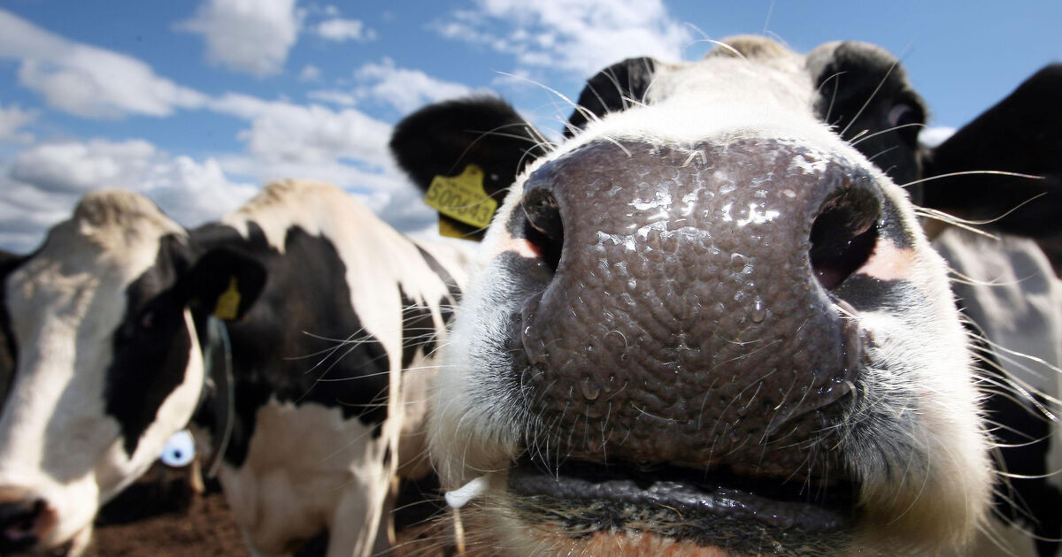 Man arrested after gardaí recover cattle stolen from West Cork farm