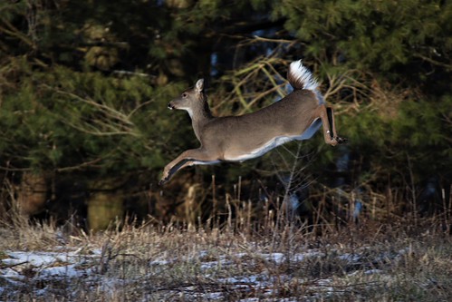 Deer leaping in the woods