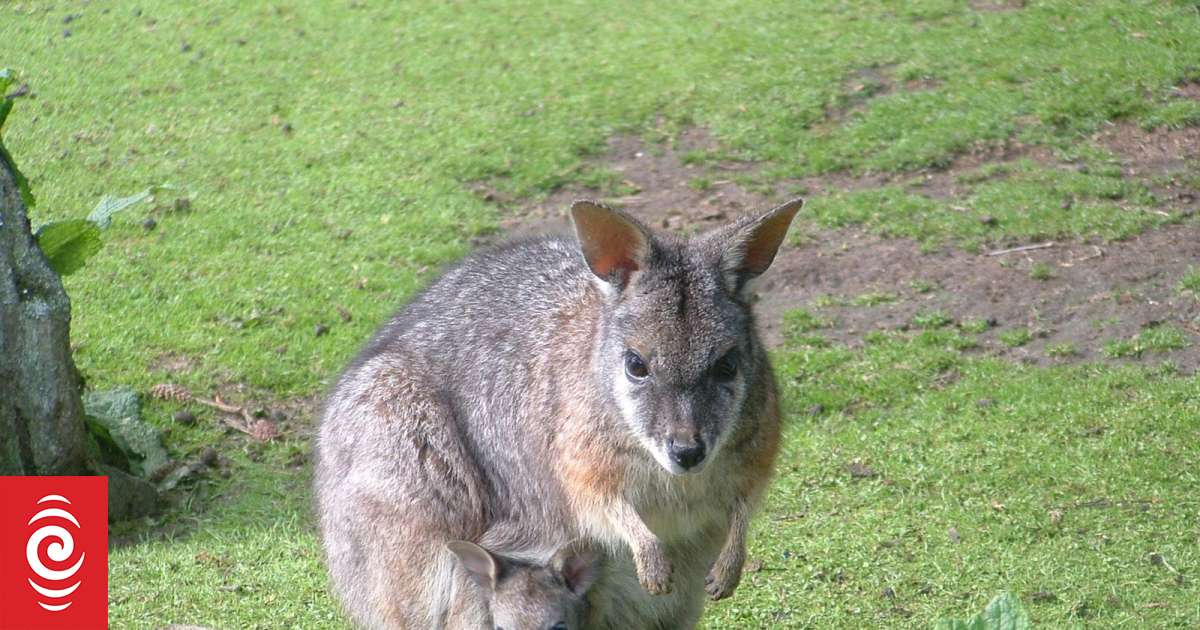 Bay of Plenty wallaby infestation: 2000 controlled this year