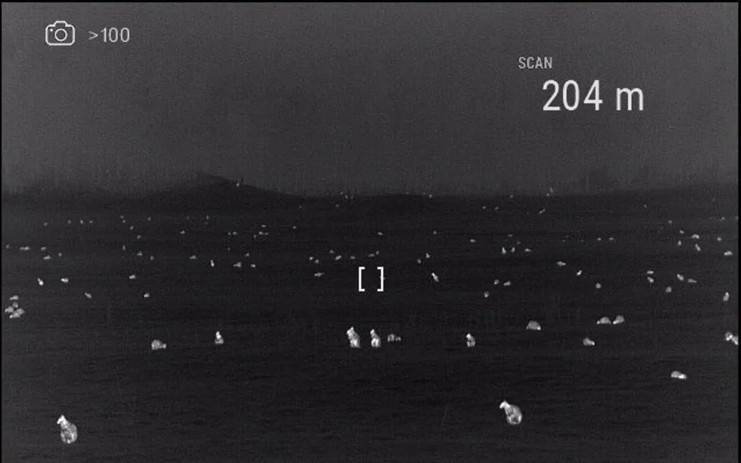 Dozens of wallabies pictured on a Rotorua paddock in 2022.