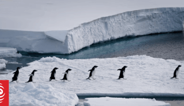 Scientists on 'high alert' as bird flu threat looms over Antarctica