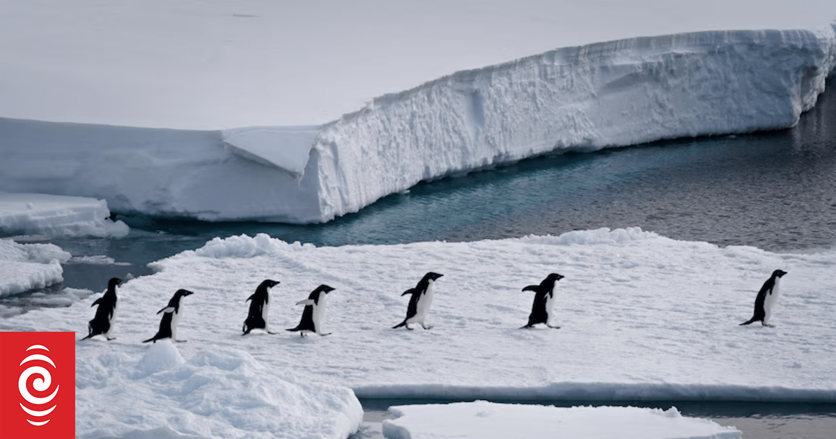 Scientists on 'high alert' as bird flu threat looms over Antarctica