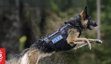 'Doesn’t give up' - Police dog Teo recovers from fall during search and rescue