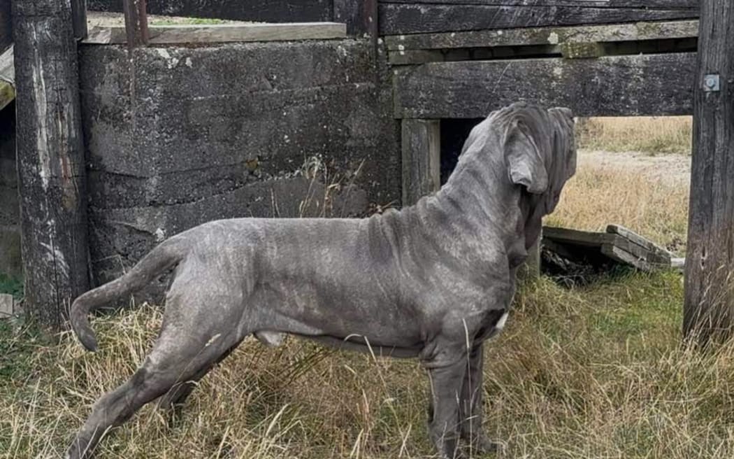 A friend of Brendon and Trina Cole, who were killed this month, believes the couples Neapolitan Mastiff, Rumble, is with their missing son Mitchell Cole.
