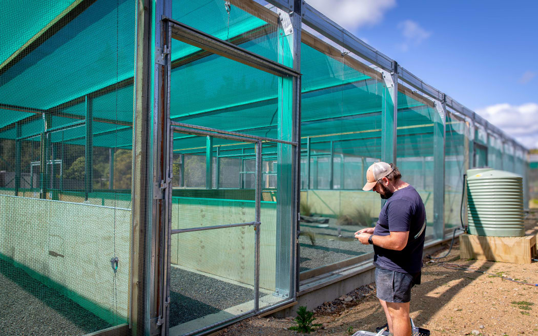 tūturuatu shore plover