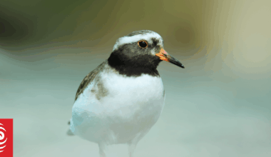 Pūkaha National Wildlife Centre back from brink of closure