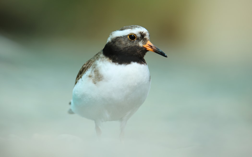 tūturuatu/ shore plover