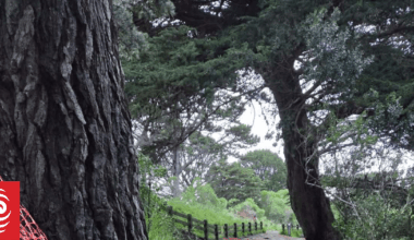 Vandals litter Wellington bike trails with logs, holes and wooden barriers amidst police investigation